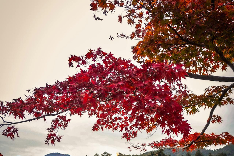 Private Kyoto & Nara Day Tour with English Driver Guide⭐BEST