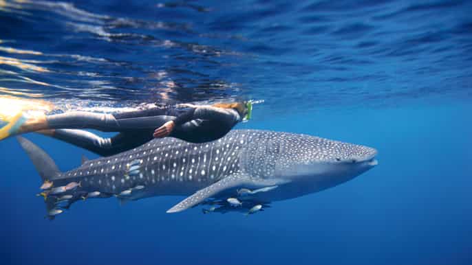 from exmouth ningaloo reef eco tour