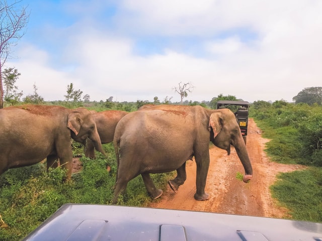 Ella: dagexcursie naar Udawalawe National Park met safari