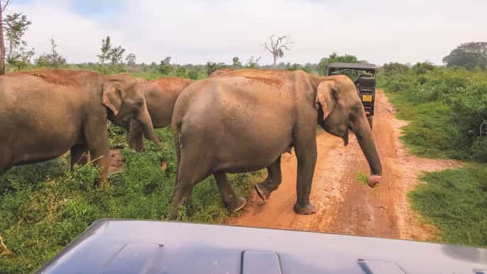 from ella fullday udawalawe national park safari tour