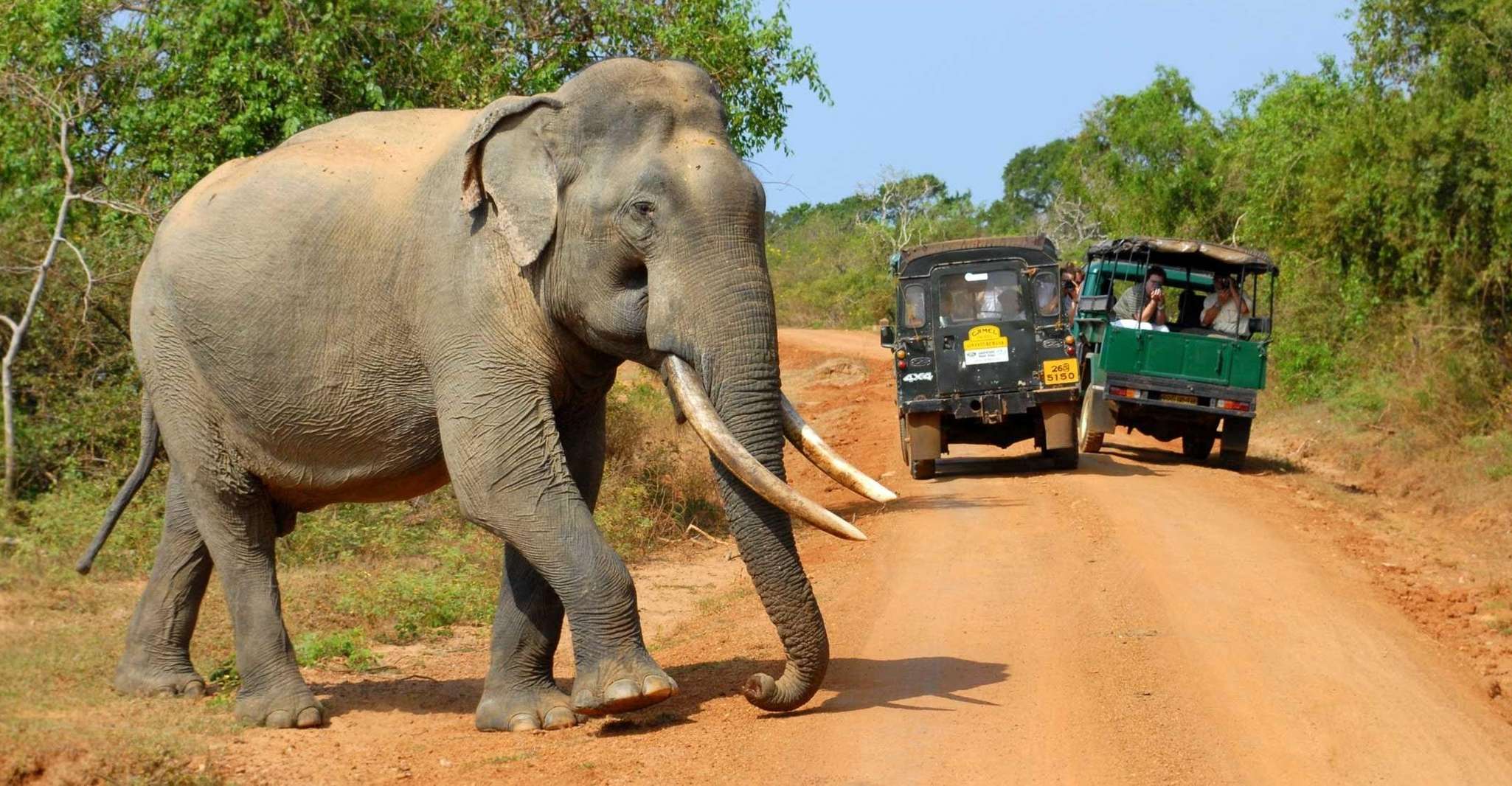 From Ella , Yala National Park Safari Tour - Housity