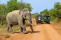 From Ella , Yala National Park Safari Tour - Housity