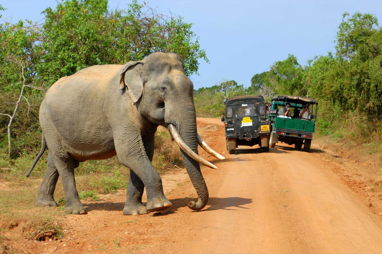 From Ella: Yala National Park Jeep Safari Tour