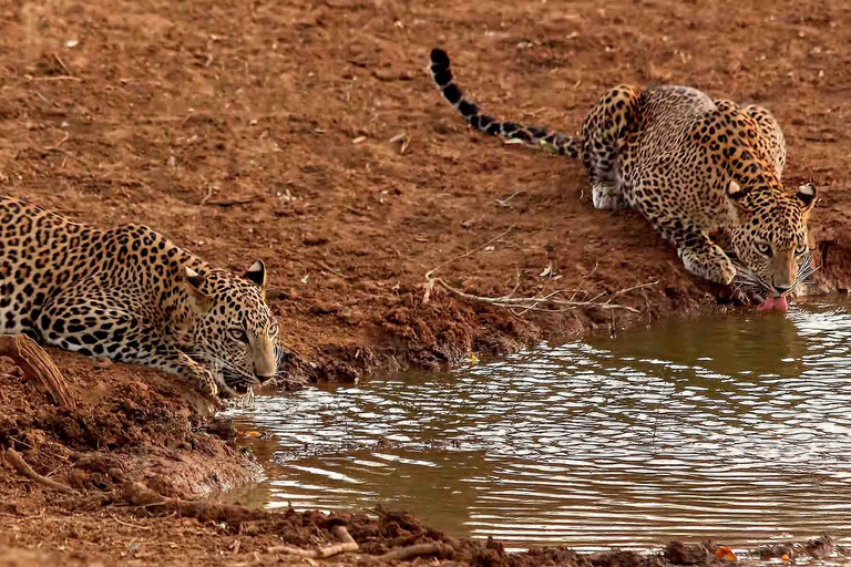 Depuis Ella : journée de safari dans le parc de YalaOption standard