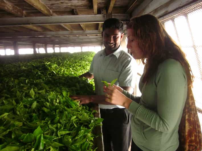 From Ella Lipton Seat & Dambatenne Tea Factory Day Tour GetYourGuide