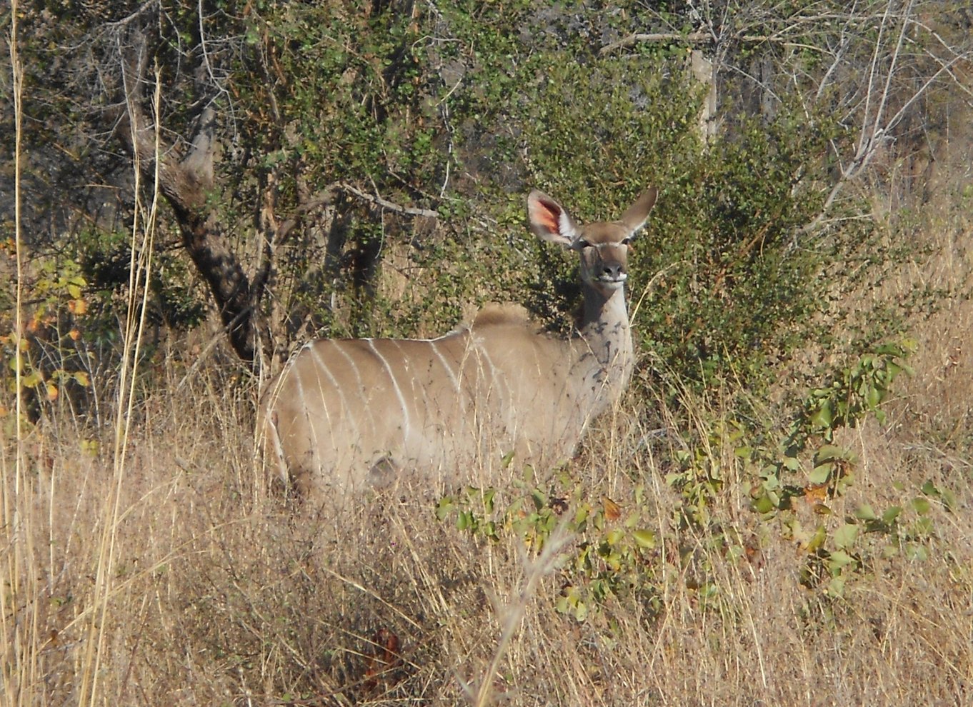 Kruger Nationalpark Morgensafari