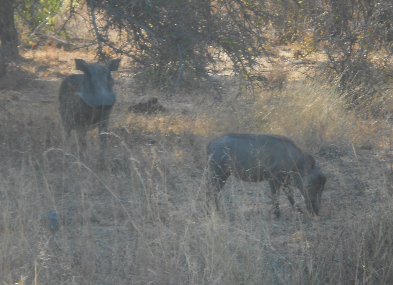 Kruger Nationalpark Morgensafari