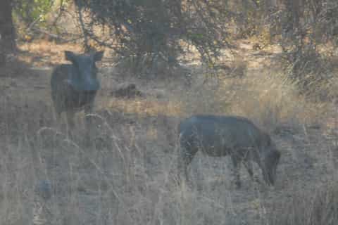 Kruger National Park Morning Safari