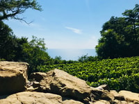 Trieste, 2,5 heures Prosecco Origins Tour et dégustations - Hizvo