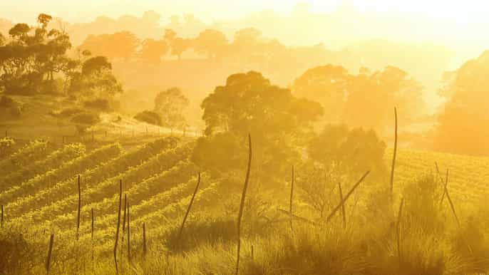 barossa valley 5hour vineyard 4wd tour and lunch with wine