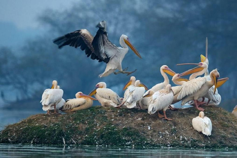 Tour de 3 días a Bharatpur y al Santuario de Vida Silvestre de Sariska desde Delhi