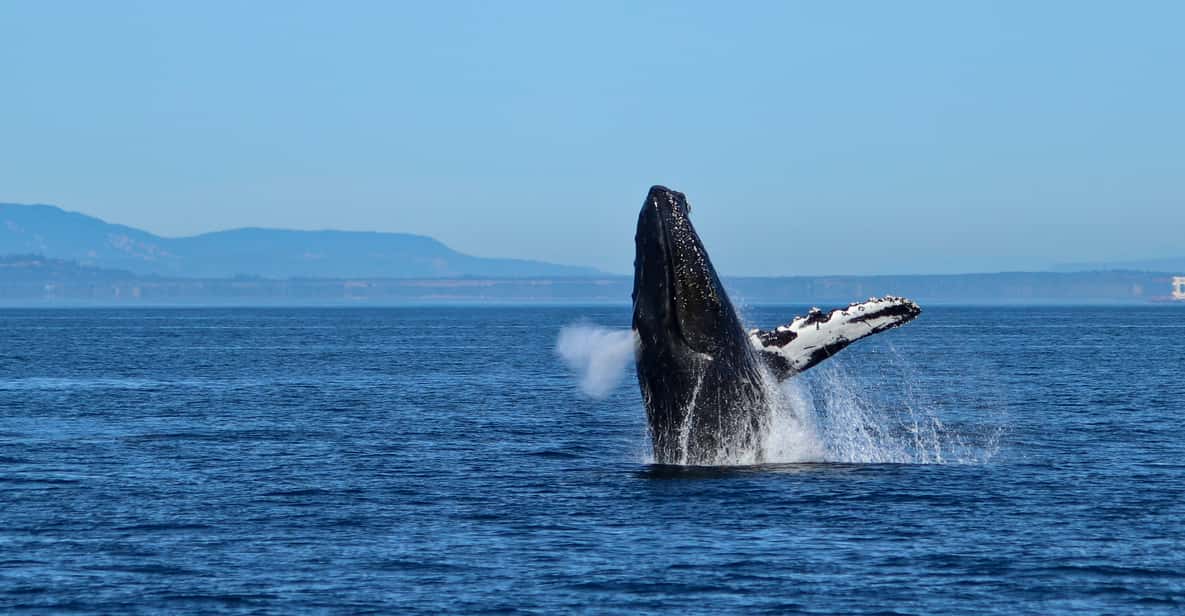 Victoria: 3-Hour Zodiac Whale-Watching Tour