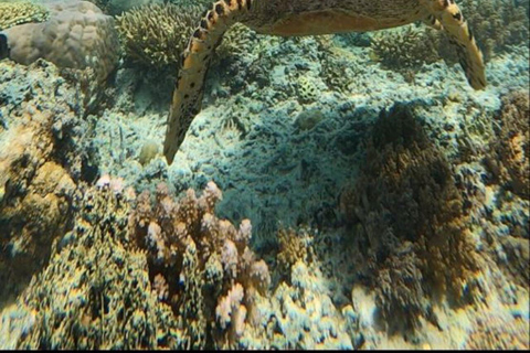 Lombok: Gili Islands Snorkeling Tour with Malimbu Hill