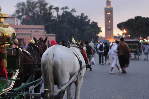 Marrakesz: Majorelle & Menara Gardens Tour & Carriage Ride