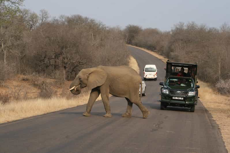 Kruger National Park Full-Day Safari | GetYourGuide