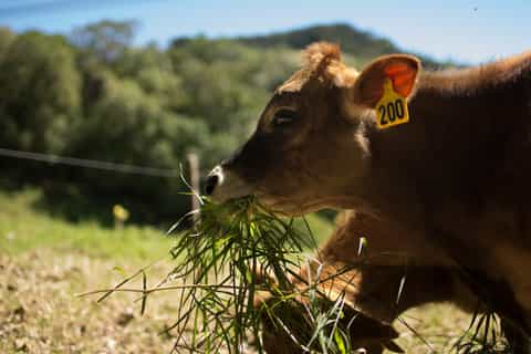 monteverde authentic farm experience