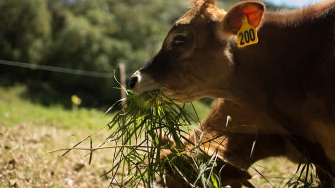 monteverde authentic farm experience