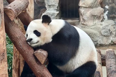 Shanghai: Zoo Giant Pandas and Red Pandas habitat with Map