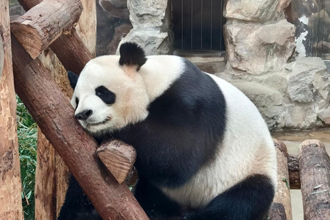 Shanghai: Zoo Giant Pandas and Red Pandas habitat with Map
