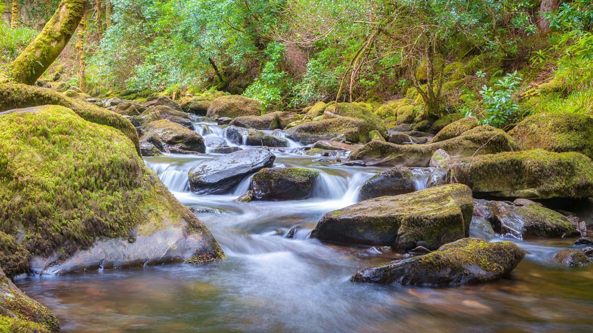 Killarney: Rundgang mit einem Einheimischen