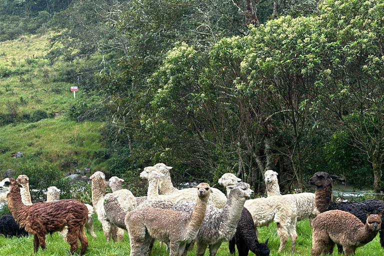 Papallacta Hot Springs und Trekking im Cuyuja Reservat mit Transfer