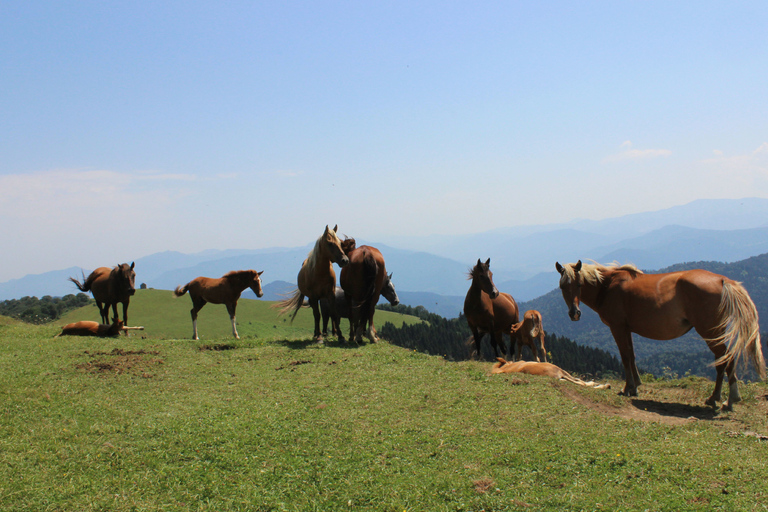 博尔若米国家公园：2天徒步 - 罗米山博尔若米国家公园：2 日徒步之旅（洛米山）