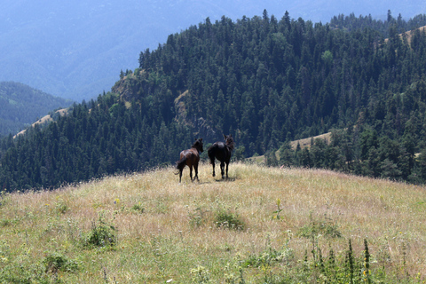 博尔若米国家公园：2天徒步 - 罗米山博尔若米国家公园：2 日徒步之旅（洛米山）