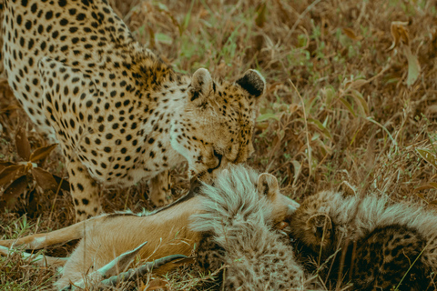 Zanzibar: 4-Day Mid-Range Safari Special for Honeymooners