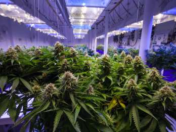 Denver : Visites sur le cannabis - le MEILLEUR de 2024 ...