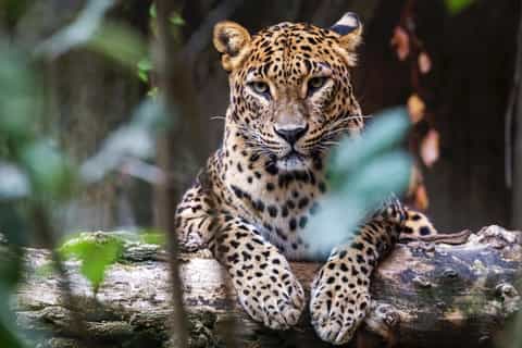 Day Tour to Wilpattu National Park from Negombo