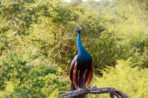 Całodniowa wycieczka do Parku Narodowego Wilpattu z Negombo