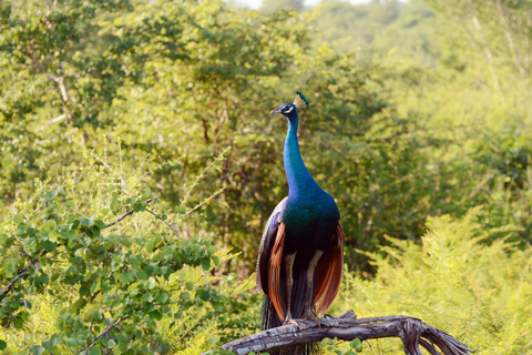 Z Negombo: Park Narodowy Wilpattu Safari - jednodniowa wycieczka z przewodnikiem