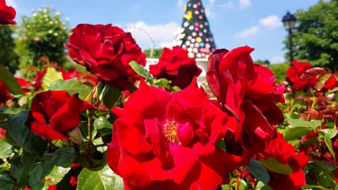 everland transfer con guía turístico