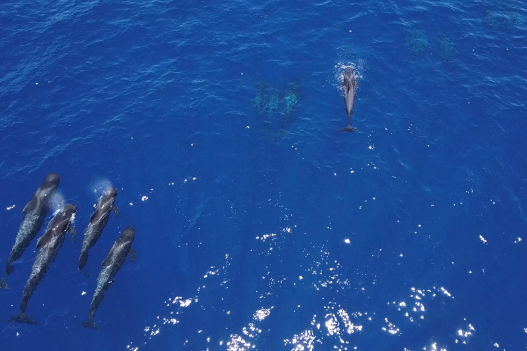 Costa Adeje: avistamiento de ballenas con comida y bebidaTour con recogida