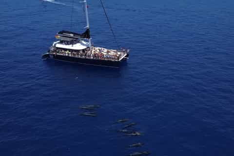 Costa Adeje: 3-Hour Whale Watching Tour with Food and Drinks