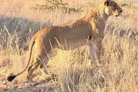 Parque Nacional de Nairobi: medio día en safari para ver leones y rinocerontesParque Nacional de Nairobi: tour privado de medio día