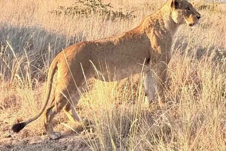 Parque Nacional de Nairobi: medio día en safari para ver leones y rinocerontesParque Nacional de Nairobi: tour privado de medio día