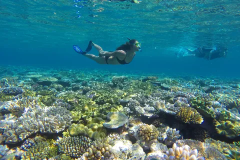 Port Douglas: Outer Barrier Reef Snorkel and Dive Options