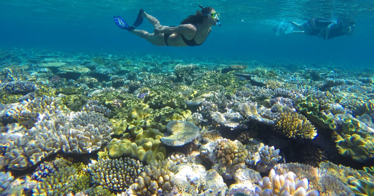 Puerto Douglas Crucero Y Traslado Para Hacer Snorkel En La Barrera De