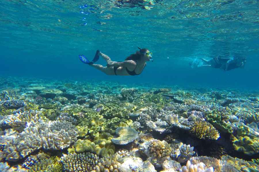 Port Douglas: Great Barrier Reef Schnorcheltour & Transfer