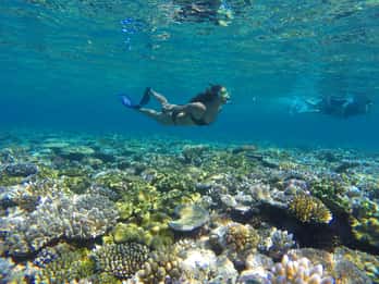 Port Douglas: Opzioni per lo snorkeling e le immersioni nella barriera corallina esterna