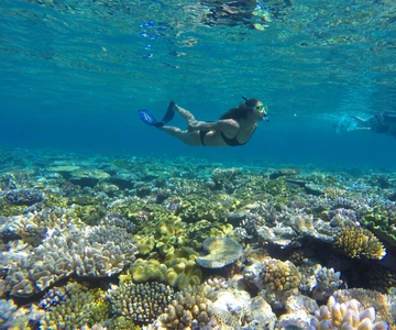 Port Douglas: Opcje nurkowania i snorkelingu na zewnętrznej rafie koralowej