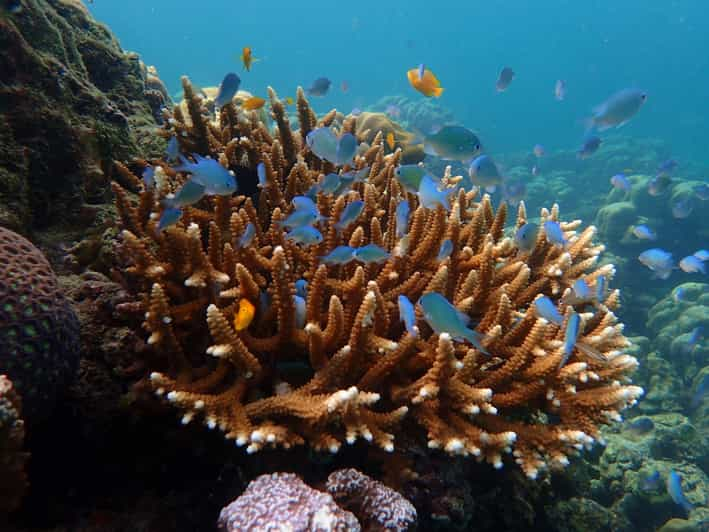 Krabi Koh Rok Et Koh Haa Excursion En Bateau Moteur Pour La