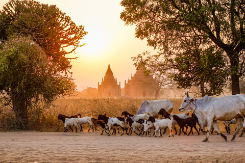 Bagan : Visite privée des temples anciensBagan : visite guidée privée des anciens temples