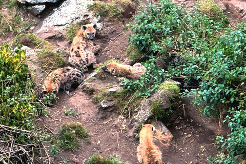 Addis Ababa: Wild Hyenas, Forest Hike & Sunset Experience