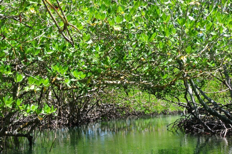 Cayo Arena: tour de la isla Paraíso y los manglares