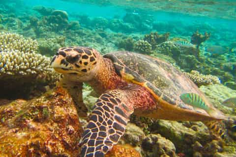 From Phuket/Khaolak: Similan Islands Early Bird Day Trip