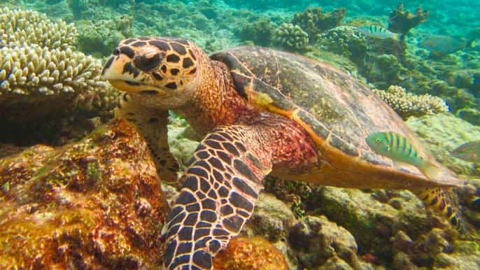 similan islands early bird day trip from phuket/khaolak
