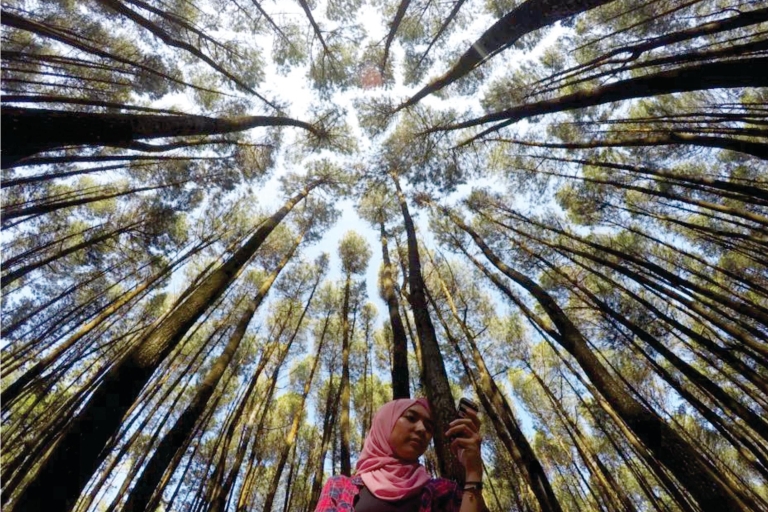 Yogyakarta: Jurang Tembelan, Pine Forest, and Timang Beach