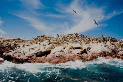 Wycieczka: Wyspy Ballestas i Rezerwat Narodowy Paracas
